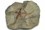 Detailed Ordovician Brittle Star (Ophiura) - Morocco #322491-1